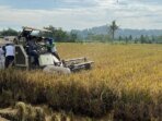 07012026-panen-padi-banyumas