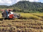 Petani-Padi-Sukses-Meningkatkan-Hasil-Panen