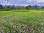 0fc94_sawah-kekeringan